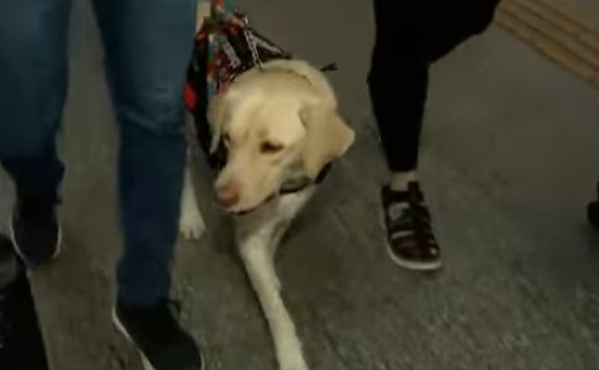 Labrador Teddy, cão que auxilia criança com autismo, desembarca em Portugal