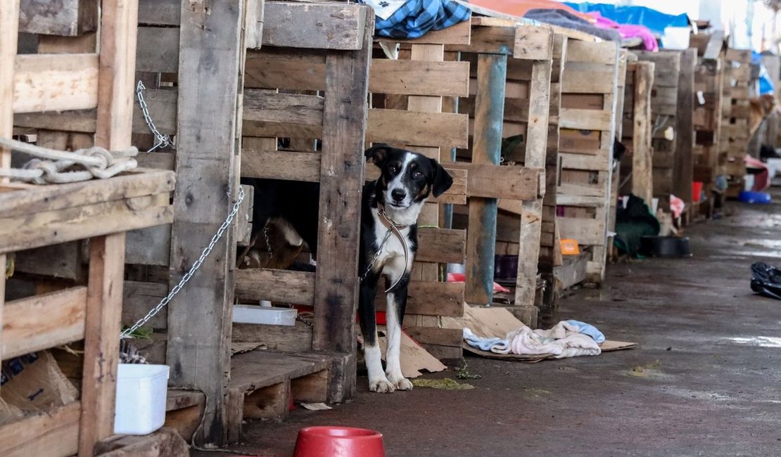 Cadê a pauta animal?
