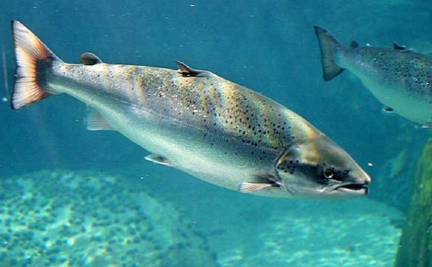 O salmão é mesmo saudável? Especialistas explicam que nem toda variedade do peixe é igual