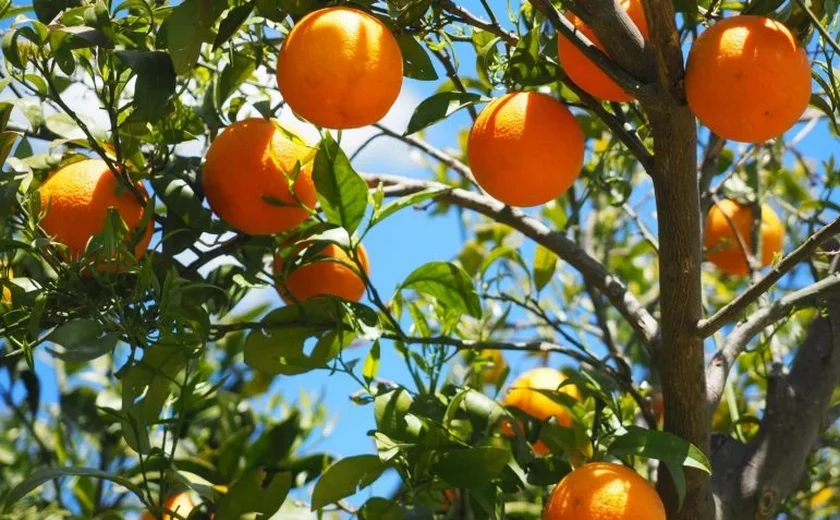 Brasil terá pior safra de laranja em 36 anos, prevê consultoria