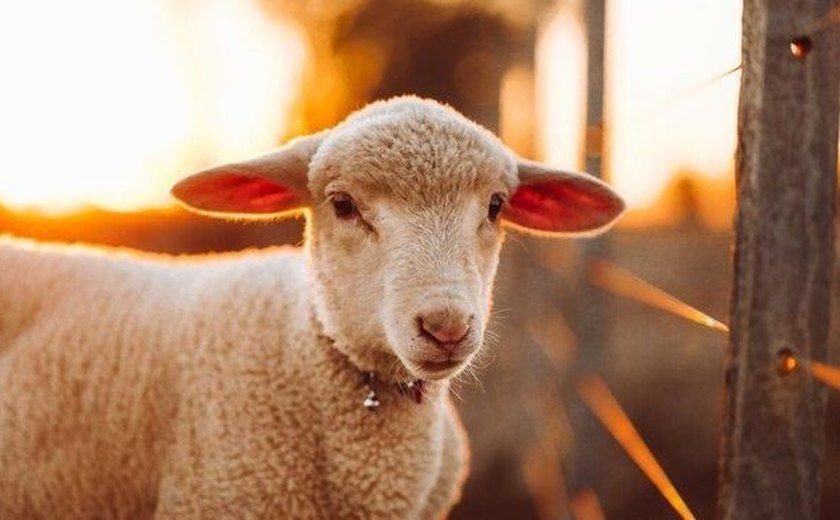 Com superpulação de ovelhas e preços baixos, fazendeiros da Austrália têm de doar animais