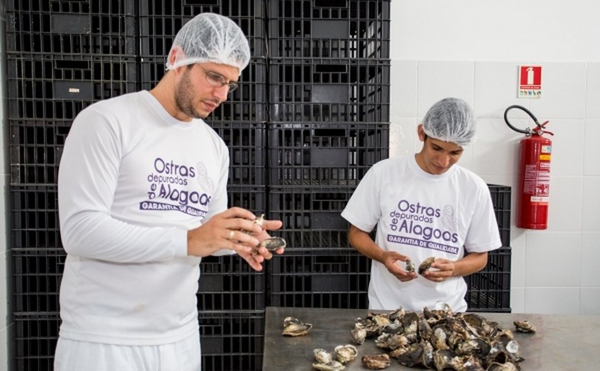 Cultivo de ostras desenvolve economia e atrai turistas a Alagoas