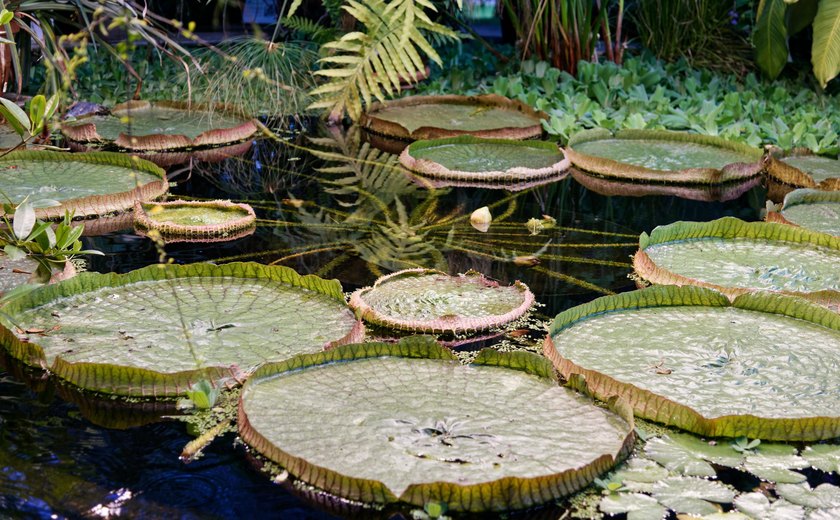 Fundação de Amparo à Pesquisa disponibiliza recursos para cientistas interessados na Amazônia