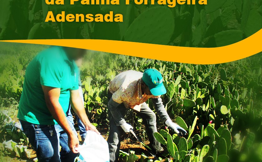 Veteagrogestão promovem curso on line sobre produção de palma forrageira
