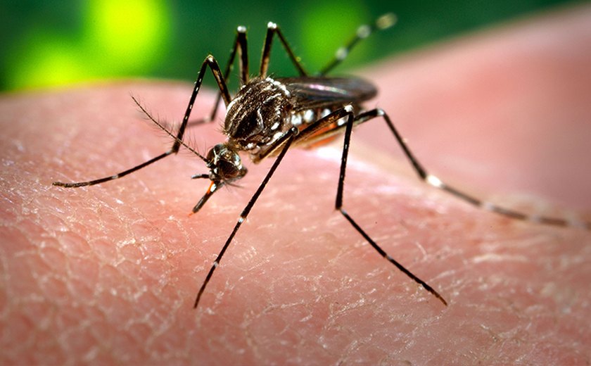 Levantamento do Ministério da Saúde aponta 199 municípios em situação de risco para dengue