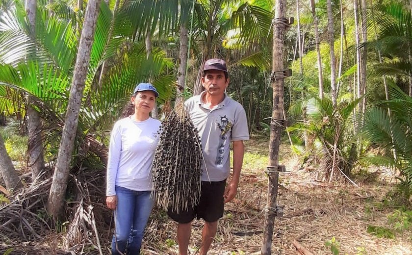 Assentados de Maragogi produzem polpa e café de açaí