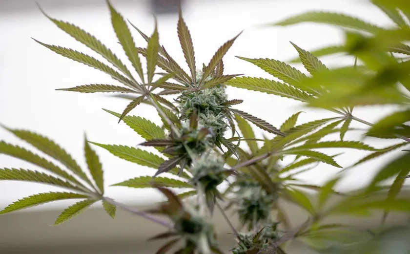 Anvisa proíbe importação de flor de cannabis para fins medicinais