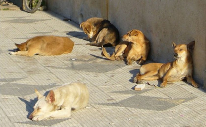 Aumenta o número de pessoas mordidas por cães em Arapiraca