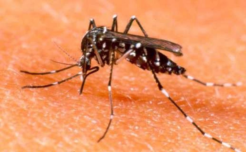 Estado de Alagoas registra redução de quase 15% nos casos de dengue