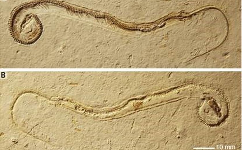 Artigo da ‘Science’ descreve fóssil de cobra com patas encontrado no Brasil