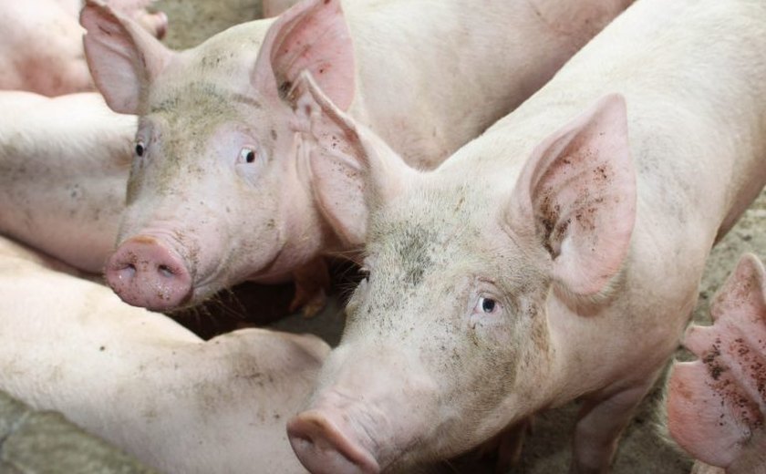 Embrapa: Custo de produção de suínos e aves sobe em abril em relação a março