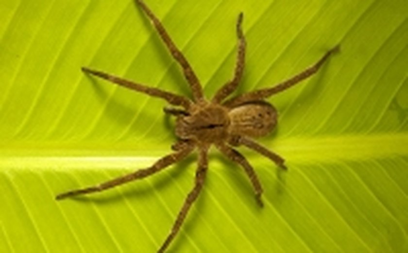 Mais de 3 mil pessoas picadas por aranhas procuraram unidades de saúde