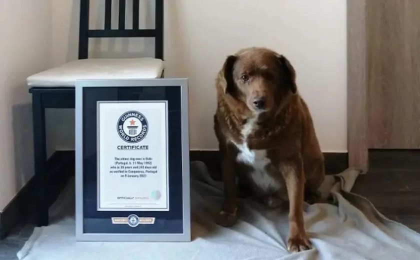Morre Bobi, o cachorro mais velho do mundo, aos 31 anos
