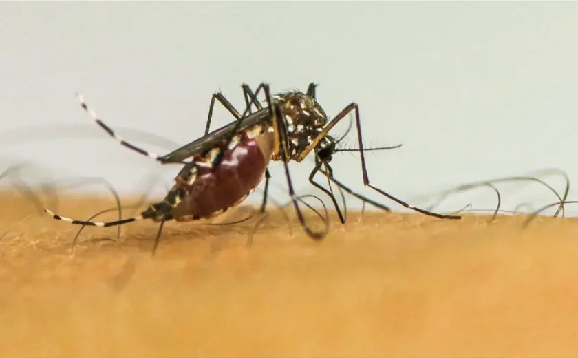 Com 6,3 milhões de casos prováveis, Brasil lidera ranking de dengue