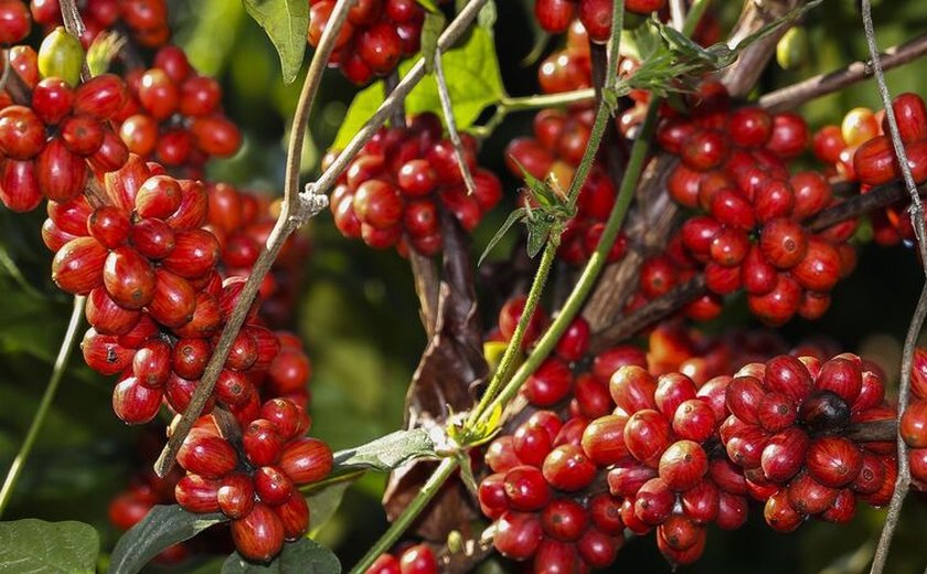 Safra de café deve registrar aumento de 16,8% em 2022, diz Conab