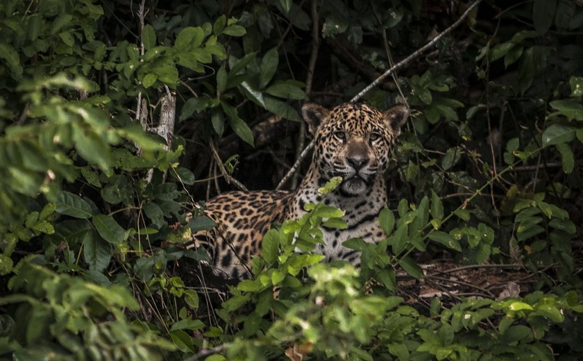 Onça pintada faz tomografia em Mato Grosso