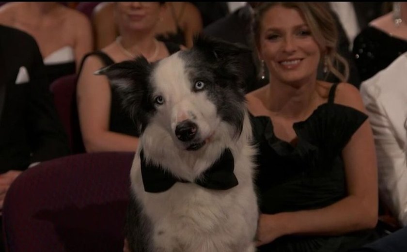 Cão ator vive dias de celebridade em Hollywood