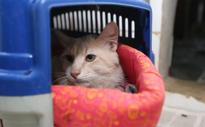 Governo inicia em janeiro cadastro nacional de cães e gatos