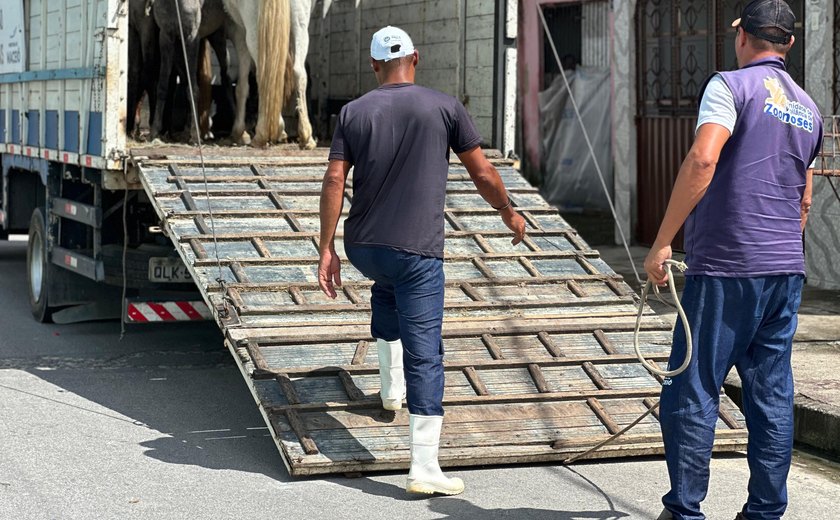 Participantes do Projeto Ecoleta doam cavalos que puxavam carroças