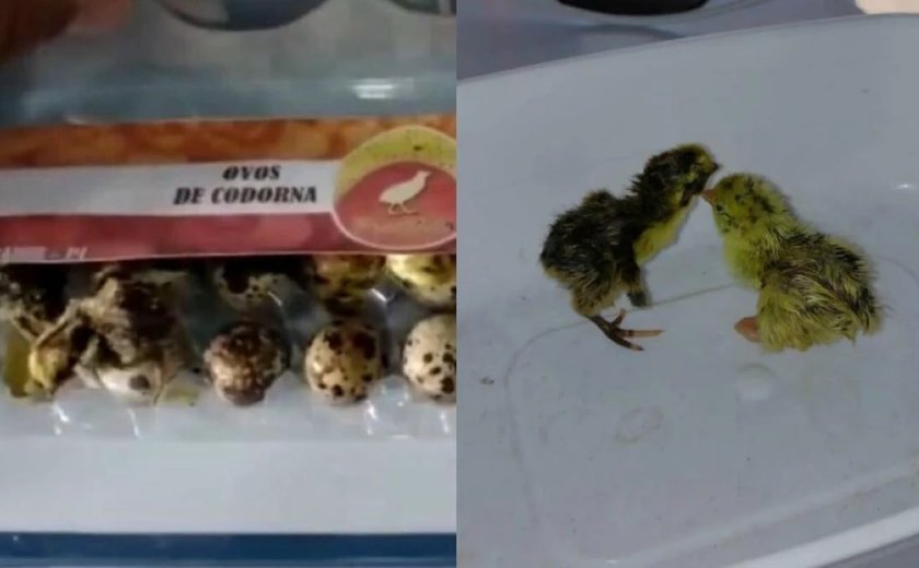 Codornas nascem em caixa de ovos em mercado no PI; entenda por que caso é incomum