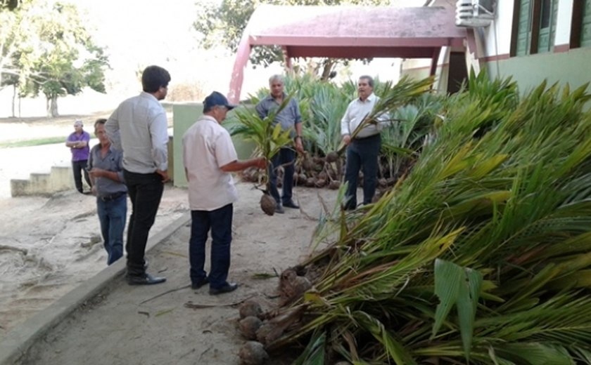 Agricultura fará distribuição de mudas de coco