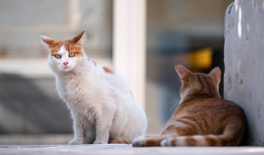 Festas Juninas: saiba o que seu pet pode (ou não) comer