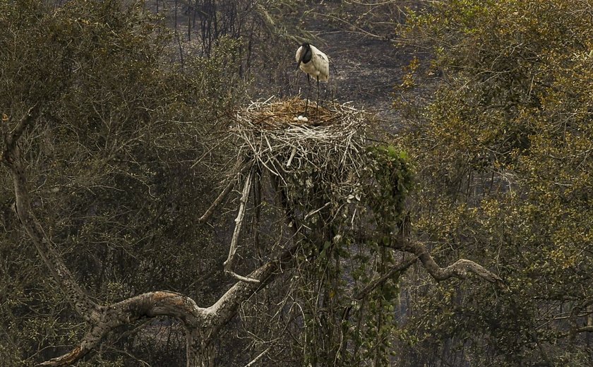 Pantanal pode ter seca histórica em 2024