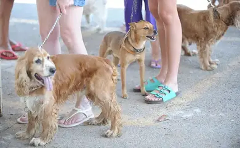 Multidão de fofura: centenas de dachshunds se reúnem na Hungria para quebrar recorde