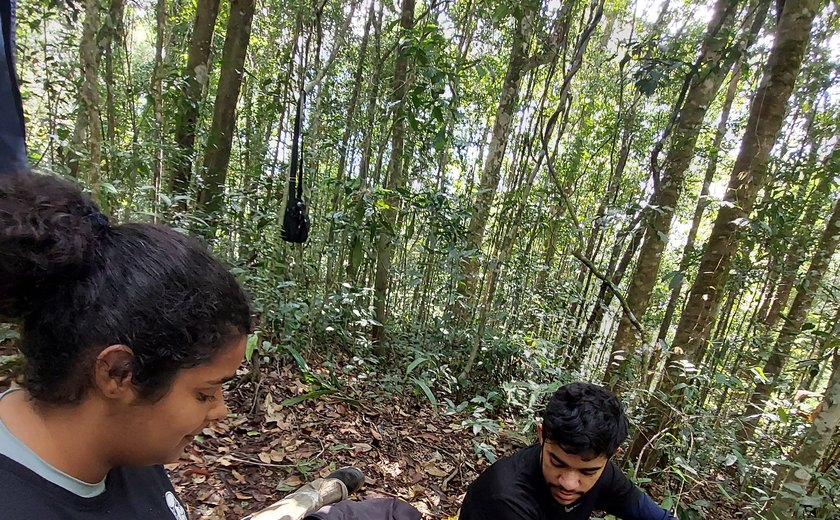 Pesquisadores buscam recuperar população do uru-nordestino, ave em extinção