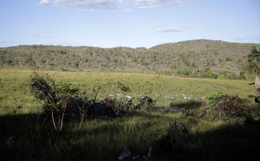 Campeãs em desmatamento, terras privadas têm 62% do Cerrado nativo