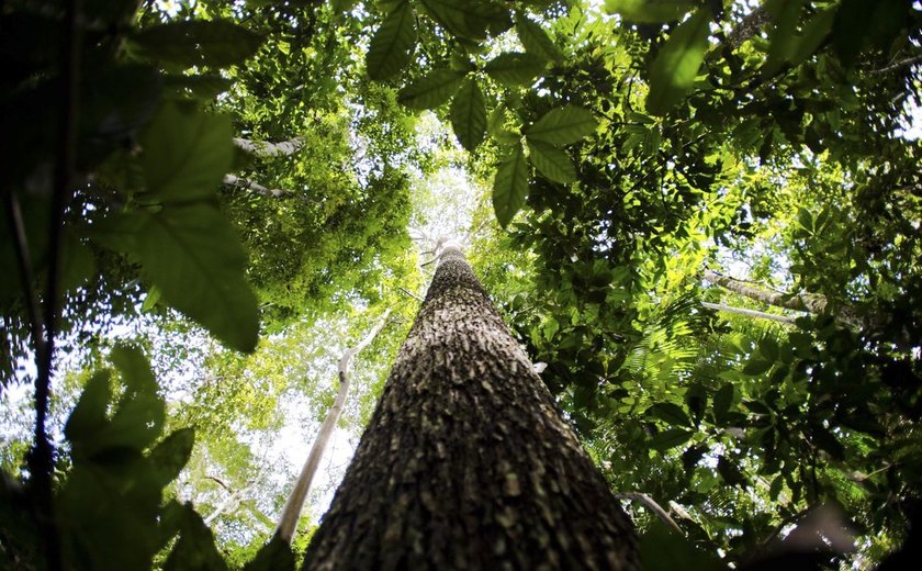 Final de competição sobre mapeamento de biodiversidade será no Brasil