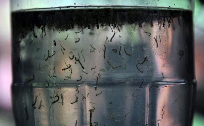 Cresce número de municípios com risco de epidemia de dengue