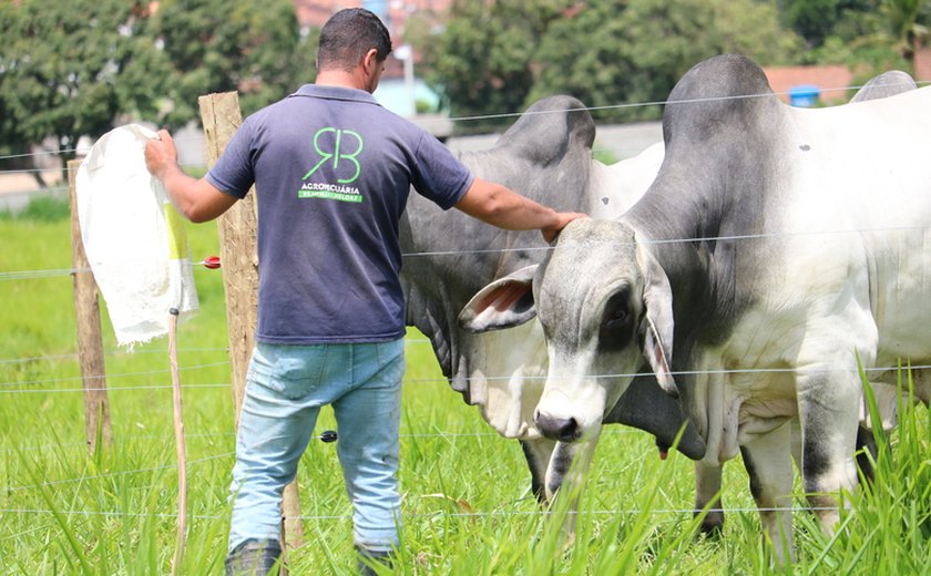 Manejo dócil do Brahman ajuda no desempenho do animal e rendimento da arroba