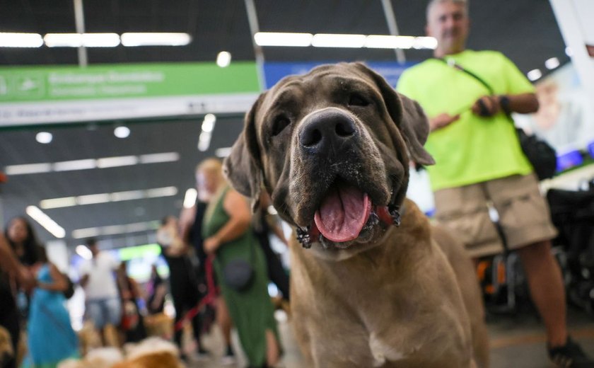 Companhias aéreas podem negar embarque de animais de suporte emocional