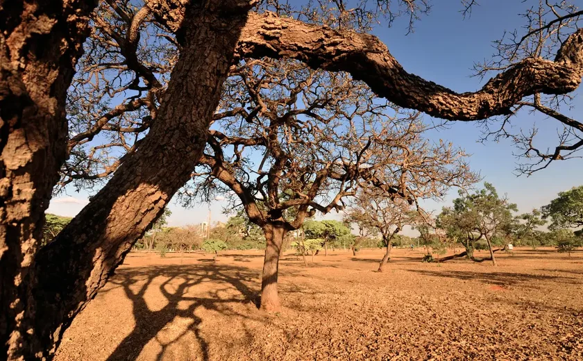 Dia do Meio Ambiente destaca ações de enfrentamento à desertificação