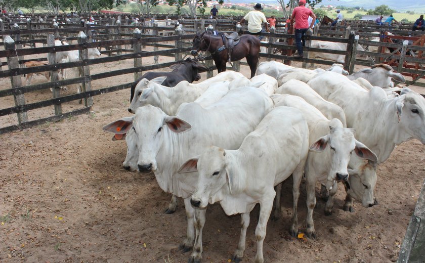 Valor da produção agropecuária de Alagoas cresce 23,3% e atinge R$ 5,1 bilhões em 2023