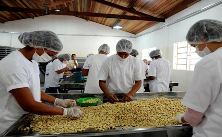 Fábrica de castanha será inaugurada segunda-feira (14), em Estrela de Alagoas