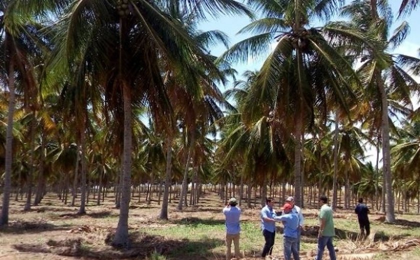 Integração da lavoura com pecuária é apresentada em Jequiá da Praia