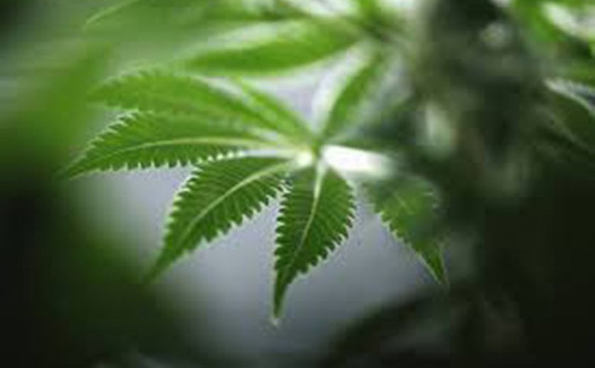 Anvisa reconhece a Cannabis Sativa como planta medicinal