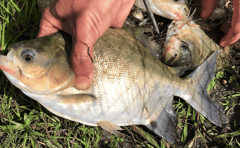 Criação de peixe em tanques escavados gera emprego e renda para agricultores penedenses