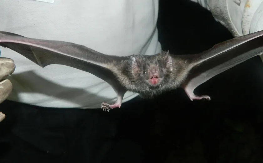 Saiba sintomas do Nipah, vírus cerebral incurável que matou jovem na Índia e pode causar nova pandemia
