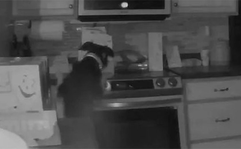 EUA: cachorro liga fogão durante a madrugada e inicia incêndio em casa