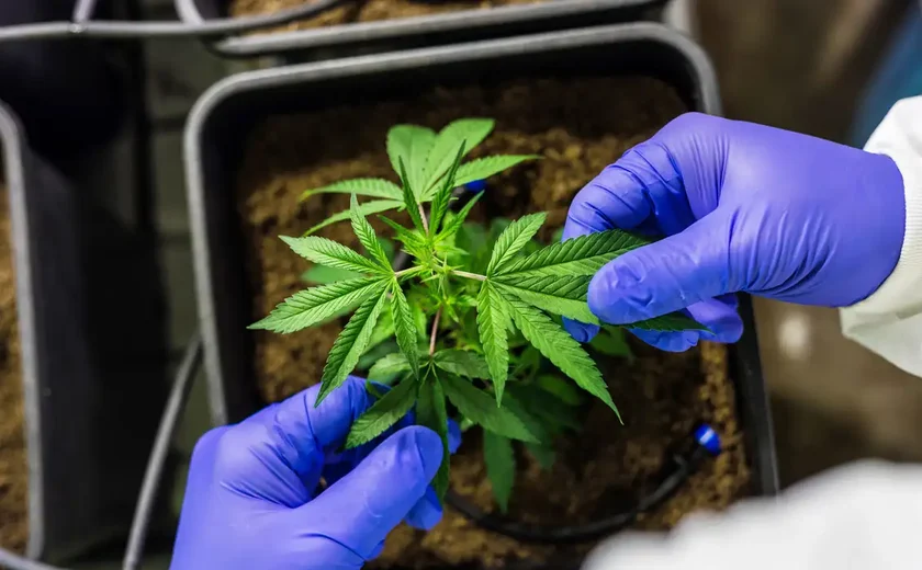 Alagoas regulamenta fornecimento gratuito de medicamentos à base de cannabis pelo SUS
