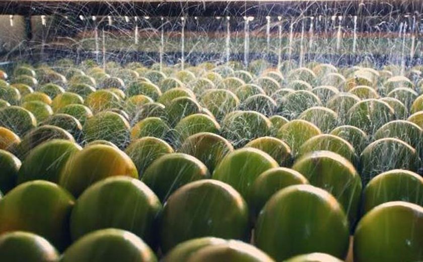 Murici ganha unidade demonstrativa de manejo orgânico da laranja lima
