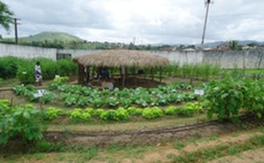 Produção agroecológica vira instrumento de aprendizado em União dos Palmares