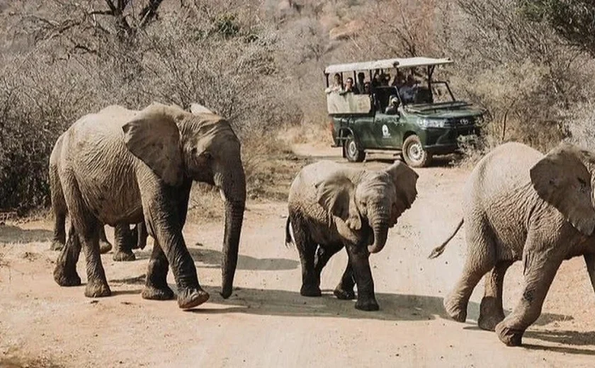 África do Sul: turista morre após ser pisoteado por uma manada de elefantes