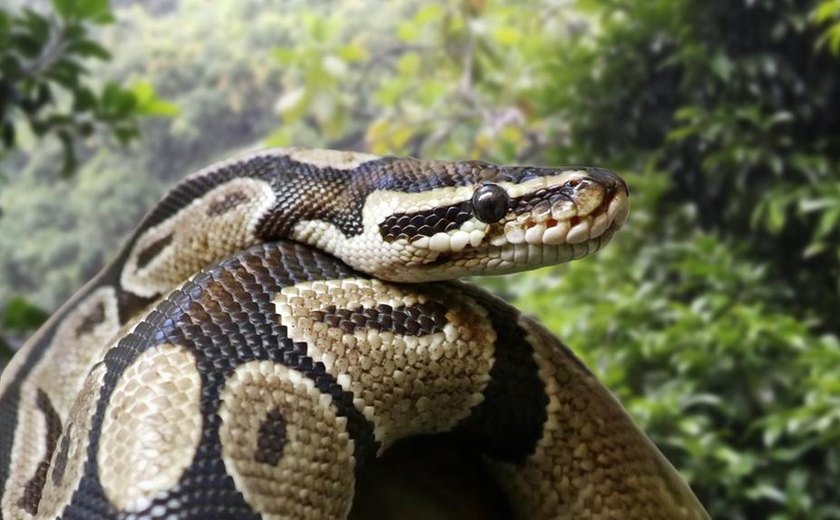 Mulher é encontrada morta dentro de cobra píton
