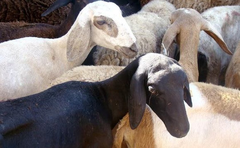 Entidades discutem panorama de ovinocaprinocultura em Alagoas