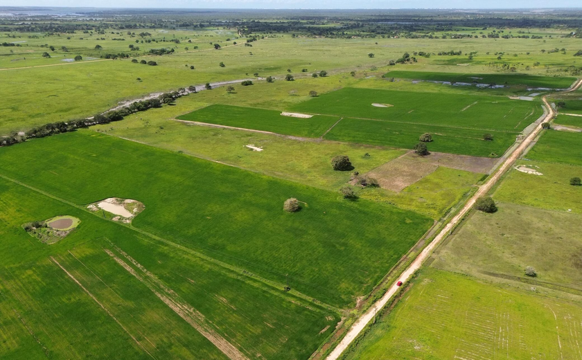 Após cerca de 20 anos, agricultores da Ponta Mofina em Penedo voltam a plantar arroz