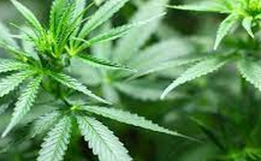 Porte de maconha: entenda a diferença entre descriminalização, despenalização e legalização